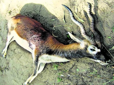 black buck died with hightension line